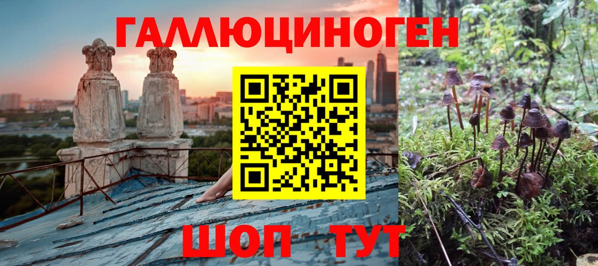 Галлюциногенные грибы Psilocybe Морозовск